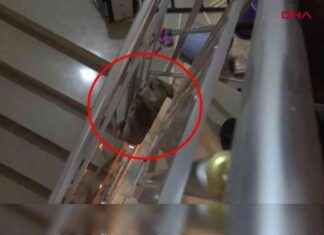 Sivas Haberleri: Su Samuru Apartmanda Sığınarak Gündemde sivas-haberleri-su-samuru-apartmanda-snarak-gndemde