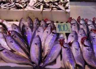 Tezgahlarda Palamut Bereketi: Son Durum ve Güncel Fiyatlar tezgahlarda-palamut-bereketi-son-durum-ve-gncel-fiyatlar