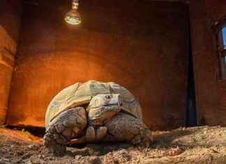 Antalya Doğal Yaşam Parkı’ndaki ‘Sabi’ Adlı En Yaşlı Hayvanın Güneş Işığı Keyfi antalya-doal-yaam-parkndaki-sabi-adl-en-yal-hayvann-gne-keyfi