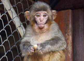 Antalya’da X-Ray Çekiminde Bulunan Maymun ‘Fıstık’ İçin İyi Haber! antalyada-x-ray-ekiminde-bulunan-maymun-fstk-iin-iyi-haber