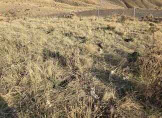 Batman’da Bal Ormanı Projesi: 2 Bin Fidan Dikildi! batmanda-bal-orman-projesi-2-bin-fidan-dikildi