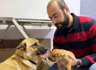 Beylikdüzü Sokak Köpeği Yavrusunu Veterinere Götürdü – Yardım Hikayesi beylikdz-sokak-kpei-yavrusunu-veterinere-gtrd-yardm-hikayesi