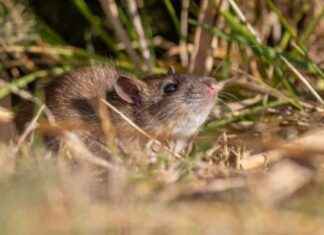 Diyarbakır’da görülen kargo gemileriyle yayılan ‘kahverengi sıçan’ diyarbakrda-grlen-kargo-gemileriyle-yaylan-kahverengi-san