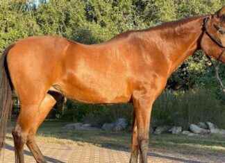 Dünyanın En Yaşlı Atı Öldü: Neden Önlem Alınmadı? dnyann-en-yal-at-ld-neden-nlem-alnmad