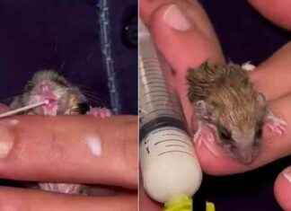 Erzurum’da Bitkin Halde Bulunan Hayvan Koruma Altına Alındı erzurumda-bitkin-halde-bulunan-hayvan-koruma-altna-alnd