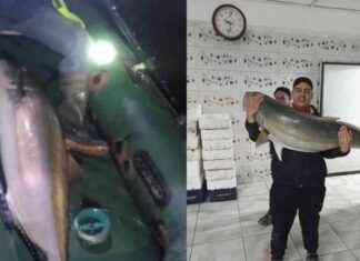 İskenderun’da 50 Kiloluk Dev Akya Balığı 2 Saatlik Mücadeleyle Yakalandı iskenderunda-50-kiloluk-dev-akya-bal-2-saatlik-mcadeleyle-yakaland