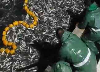 İzmir’de Balıkçılar Tonlarca Kefal Yavrusunu Denize Salıyor: Denizlerimiz için Çalışıyoruz izmirde-balklar-tonlarca-kefal-yavrusunu-denize-salyor-denizlerimiz-iin-alyoruz