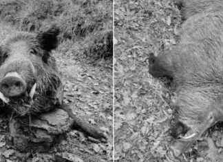 Kastamonu’da Domuz Saldırısı: 1 Kişi Ağır Yaralandı kastamonuda-domuz-saldrs-1-kii-ar-yaraland