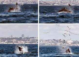 Kınalıada Açıklarında Yetişkin Yunusun Hareketi Bilim Dünyasını Etkiledi knalada-aklarnda-yetikin-yunusun-hareketi-bilim-dnyasn-etkiledi