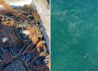 Marmara Denizi’nde Müsilaj Tehlikesi: Yeniden Hortlayan Kabus marmara-denizinde-msilaj-tehlikesi-yeniden-hortlayan-kabus