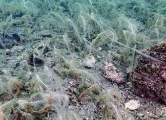 Marmara Denizi’ndeki Müsilajın Deniz Ekosistemine Etkisi ve Çözüm Önerileri marmara-denizindeki-msilajn-deniz-ekosistemine-etkisi-ve-zm-nerileri