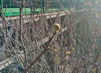 Yaz ve Kış Meyvelerinin Bir Araya Geldi: Şaşırtıcı Bir İl Örneği yaz-ve-k-meyvelerinin-bir-araya-geldi-artc-bir-il-rnei