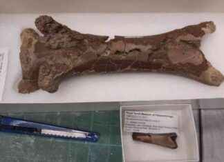 Yunus fosili Türkiye’de bulundu – Tarihi Yunus Fosili Keşfedildi yunus-fosili-trkiyede-bulundu-tarihi-yunus-fosili-kefedildi