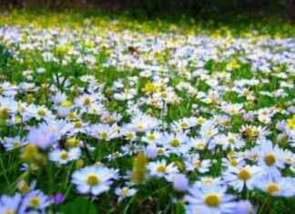 2025 Cemre Düşme Tarihleri ve Sıralaması 2025-cemre-dme-tarihleri-ve-sralamas