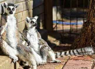 Antalya Doğal Yaşam Parkı’ndaki Lemurların Kış Güneşi Keyfi! antalya-doal-yaam-parkndaki-lemurlarn-k-gnei-keyfi