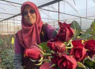 Antalya’da Sevgililer Günü Hasadı: Üreticiler Mutlu antalyada-sevgililer-gn-hasad-reticiler-mutlu