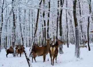Avrupa’daki En Büyük Doğal Yaşam Parkı Karla Kaplandı avrupadaki-en-byk-doal-yaam-park-karla-kapland