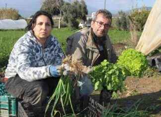 Aydın’da 12 Ay Salatalık Üreten Arif ve Zülfiye Çifti aydnda-12-ay-salatalk-reten-arif-ve-zlfiye-ifti
