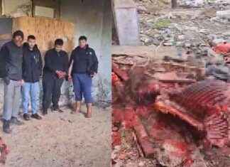 İzmir’de At Kesimi Olayı Hakkında Detaylar ve İnceleme izmirde-at-kesimi-olay-hakknda-detaylar-ve-inceleme