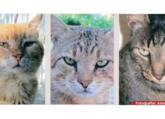 Kedi Yavrularının Seyahati ve Doğumu kedi-yavrularnn-seyahati-ve-doumu