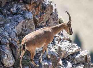 Mersin’de Dağ Keçisi Avlayana Rekor Ceza! mersinde-da-keisi-avlayana-rekor-ceza