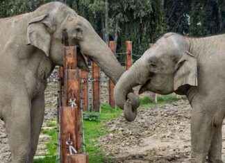 Türkiye’de doğan ilk fil ‘İzmir’ 14 yaşında trkiyede-doan-ilk-fil-izmir-14-yanda