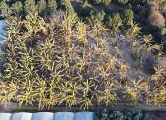 Zirai Don Zararları: Gelecek Yıl Olumsuz Etkiler Devam Edebilir zirai-don-zararlar-gelecek-yl-olumsuz-etkiler-devam-edebilir