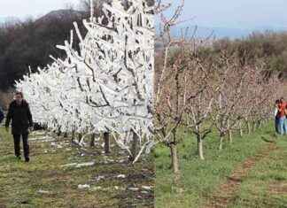 Amasya’da zirai dondan korunan meyve bahçesi çiftçisi seviniyor amasyada-zirai-dondan-korunan-meyve-bahesi-iftisi-seviniyor