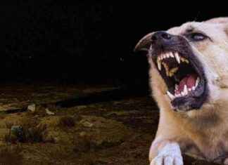 Konya’da 2 yaşındaki Rana’ya sokak köpeği saldırısı: Acı son! konyada-2-yandaki-ranaya-sokak-kpei-saldrs-ac-son