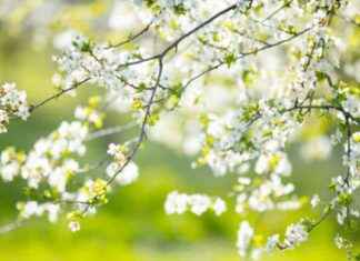 Üçüncü Cemre Düşme Tarihi ve Yeri Hakkında Bilgi nc-cemre-dme-tarihi-ve-yeri-hakknda-bilgi