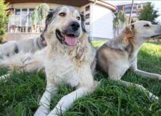 Sokak Hayvanlarına Yönelik Ceza Miktarı Açıklandı: Detaylar Burada sokak-hayvanlarna-ynelik-ceza-miktar-akland-detaylar-burada
