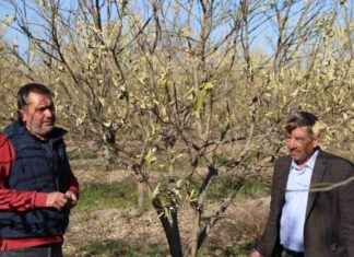 Zirai Don Zararı: Marullar ve Ağaçlar Yüzde 60 Zarar Gördü zirai-don-zarar-marullar-ve-aalar-yzde-60-zarar-grd