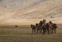 10 Bin Adım Kaç Km Arabayla, Otobüsle, Uçakla Yol Süresi Ve Güzergah Seçenekleri 10 Bin Adım Kaç Km Arabayla, Otobüsle, Uçakla Yol Süresi Ve Güzergah Seçenekleri