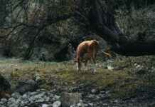Amasya Ankara Arası Kaç Km Arabayla, Otobüsle, Uçakla Yol Süresi Ve Güzergah Seçenekleri Amasya Ankara Arası Kaç Km Arabayla, Otobüsle, Uçakla Yol Süresi Ve Güzergah Seçenekleri