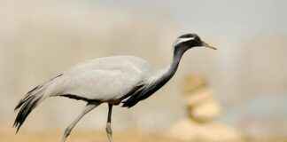 Erciş Van Arası Kaç Km Arabayla, Otobüsle, Uçakla Yol Süresi Ve Güzergah Seçenekleri Erciş Van Arası Kaç Km Arabayla, Otobüsle, Uçakla Yol Süresi Ve Güzergah Seçenekleri