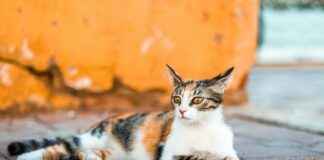 Gaziantep Kayseri Arası Kaç Km Arabayla, Otobüsle, Uçakla Yol Süresi Ve Güzergah Seçenekleri Gaziantep Kayseri Arası Kaç Km Arabayla, Otobüsle, Uçakla Yol Süresi Ve Güzergah Seçenekleri