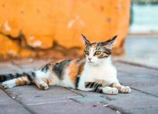 Gaziantep Mardin Arası Kaç Km Arabayla, Otobüsle, Uçakla Yol Süresi Ve Güzergah Seçenekleri Gaziantep Mardin Arası Kaç Km Arabayla, Otobüsle, Uçakla Yol Süresi Ve Güzergah Seçenekleri