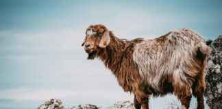 Manisa İzmir Arası Kaç Km Arabayla, Otobüsle, Uçakla Yol Süresi Ve Güzergah Seçenekleri Manisa İzmir Arası Kaç Km Arabayla, Otobüsle, Uçakla Yol Süresi Ve Güzergah Seçenekleri