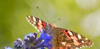 Tatvan Van Arası Kaç Km Arabayla, Otobüsle, Uçakla Yol Süresi Ve Güzergah Seçenekleri Tatvan Van Arası Kaç Km Arabayla, Otobüsle, Uçakla Yol Süresi Ve Güzergah Seçenekleri