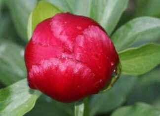 ‘Ayı Gülü Çiçeği Koruma Altında’ – Doğal Hayata Destek ay-gl-iei-koruma-altnda-doal-hayata-destek