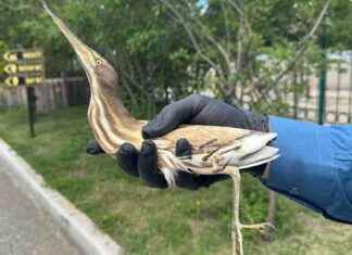 Erzurum’da Yaralı Olarak Görülen Nesli Tükenmekte Olan Kuş erzurumda-yaral-olarak-grlen-nesli-tkenmekte-olan-ku