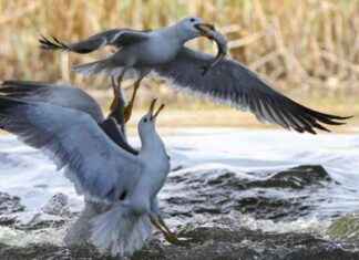 Martılar İnci Kefal Avı: Göç Yolculuğunda Mücadele martlar-inci-kefal-av-g-yolculuunda-mcadele
