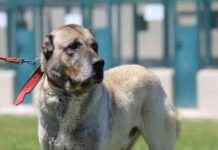 Türkiye’ye Özel Yavru Hayvan Talebi Artıyor trkiyeye-zel-yavru-hayvan-talebi-artyor