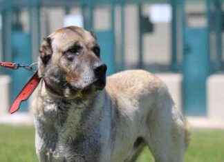 Türkiye’ye Özel Yavru Hayvan Talebi Artıyor trkiyeye-zel-yavru-hayvan-talebi-artyor